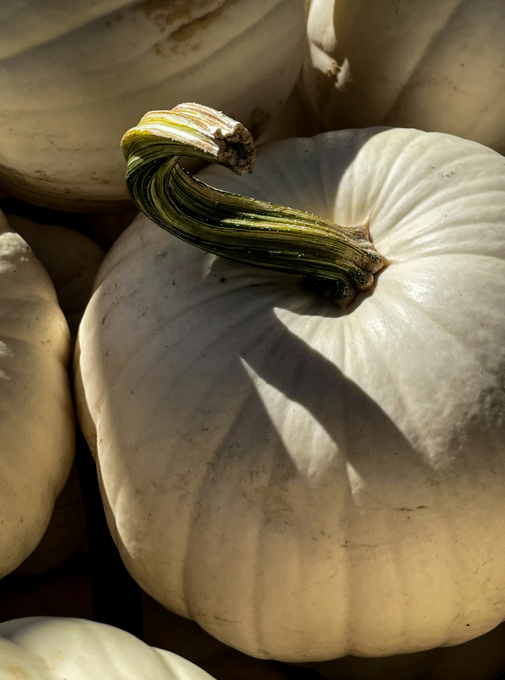 Soothing White Pumpkin 15.7 oz Liquid Hand Soap