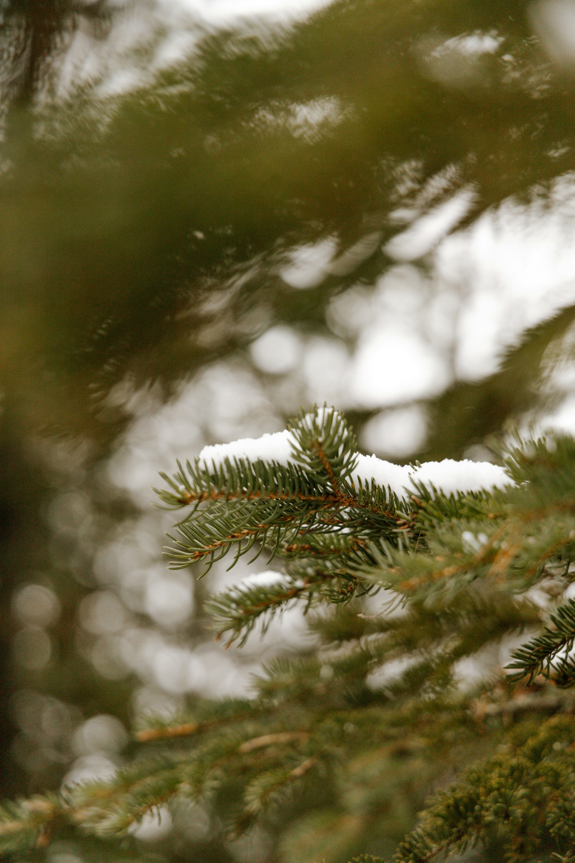 Aromatic Pine & Sage 24 oz scented candle