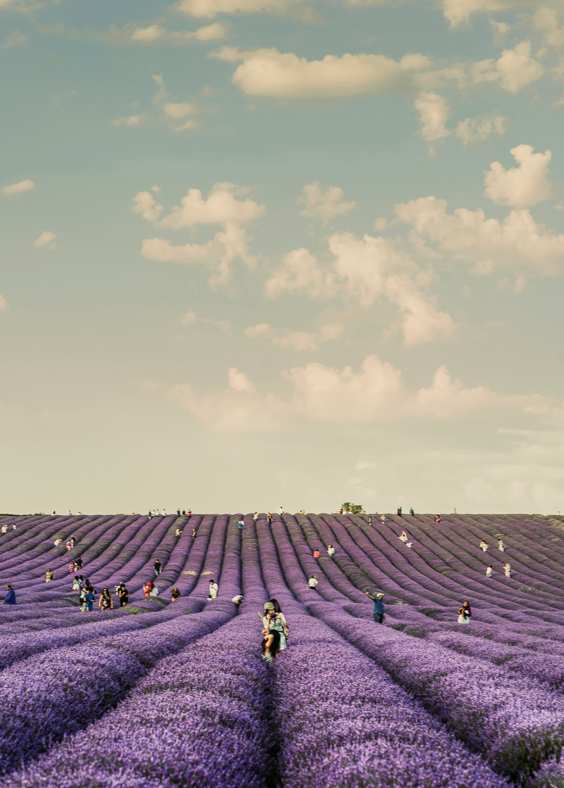 Soothing French Lavender 20 oz Liquid Hand Soap