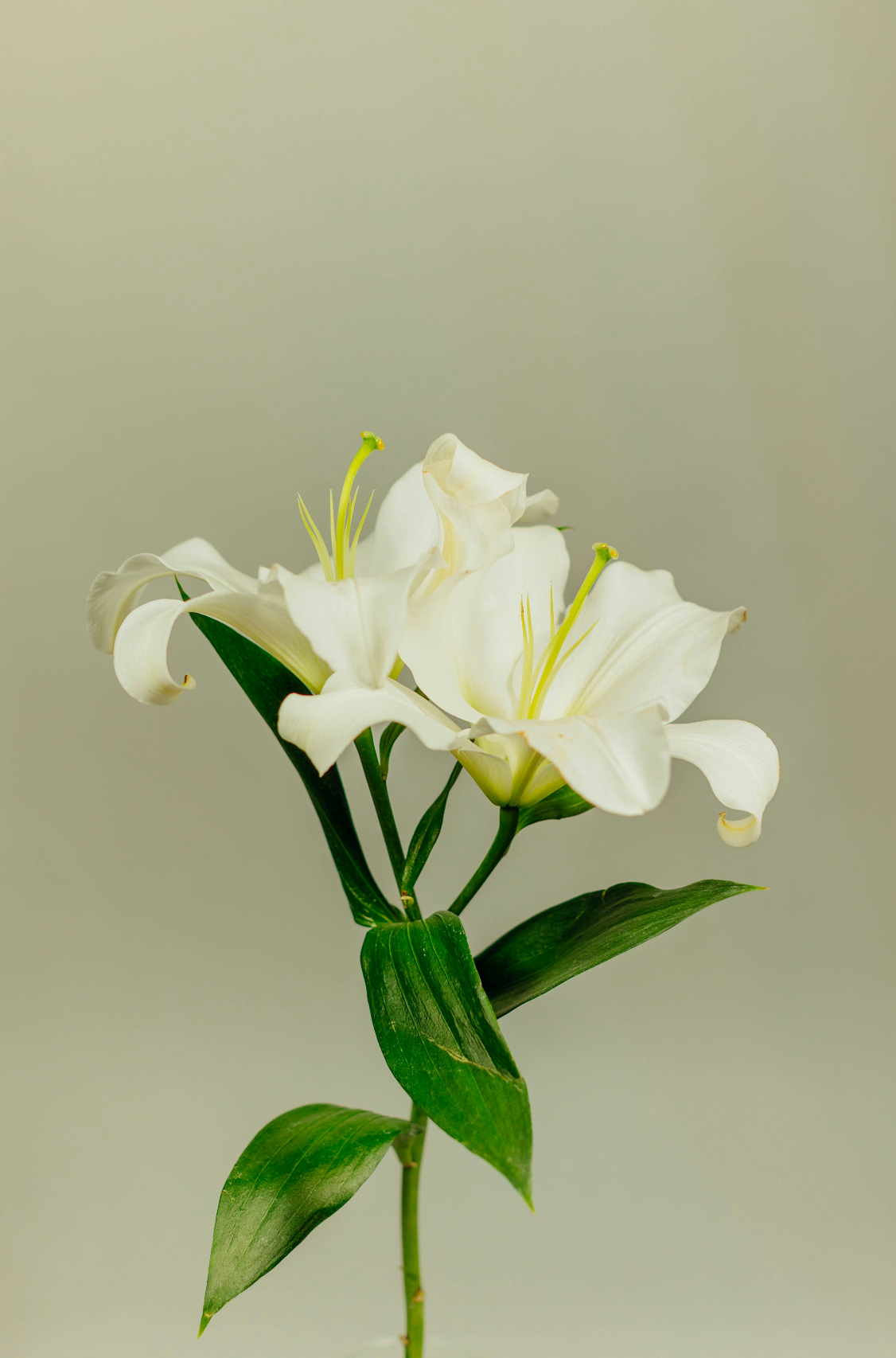 Elegant Gardenia 110 ml Reed Diffuser