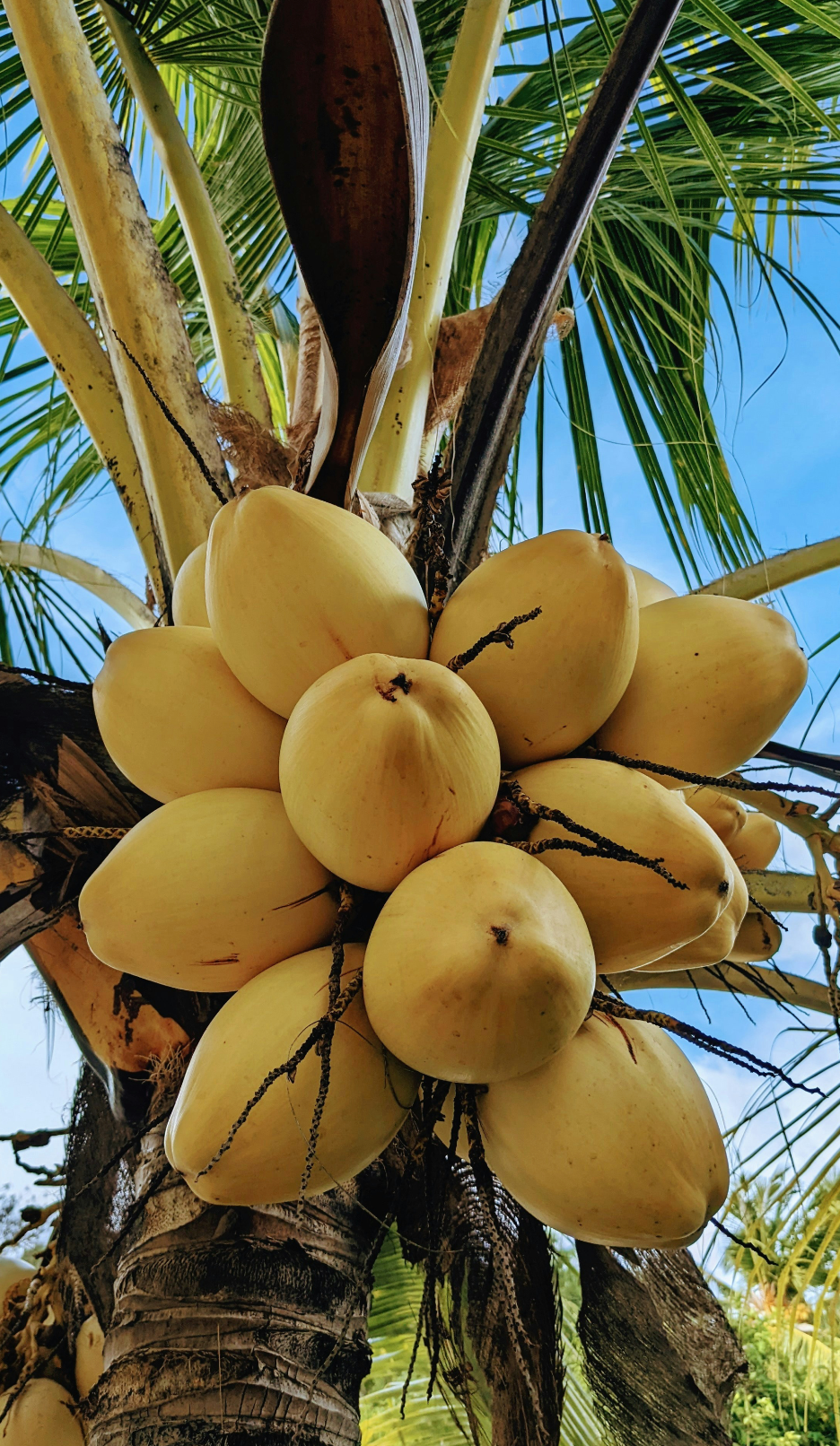 Hydrating Mango Coconut 32 oz Body Wash
