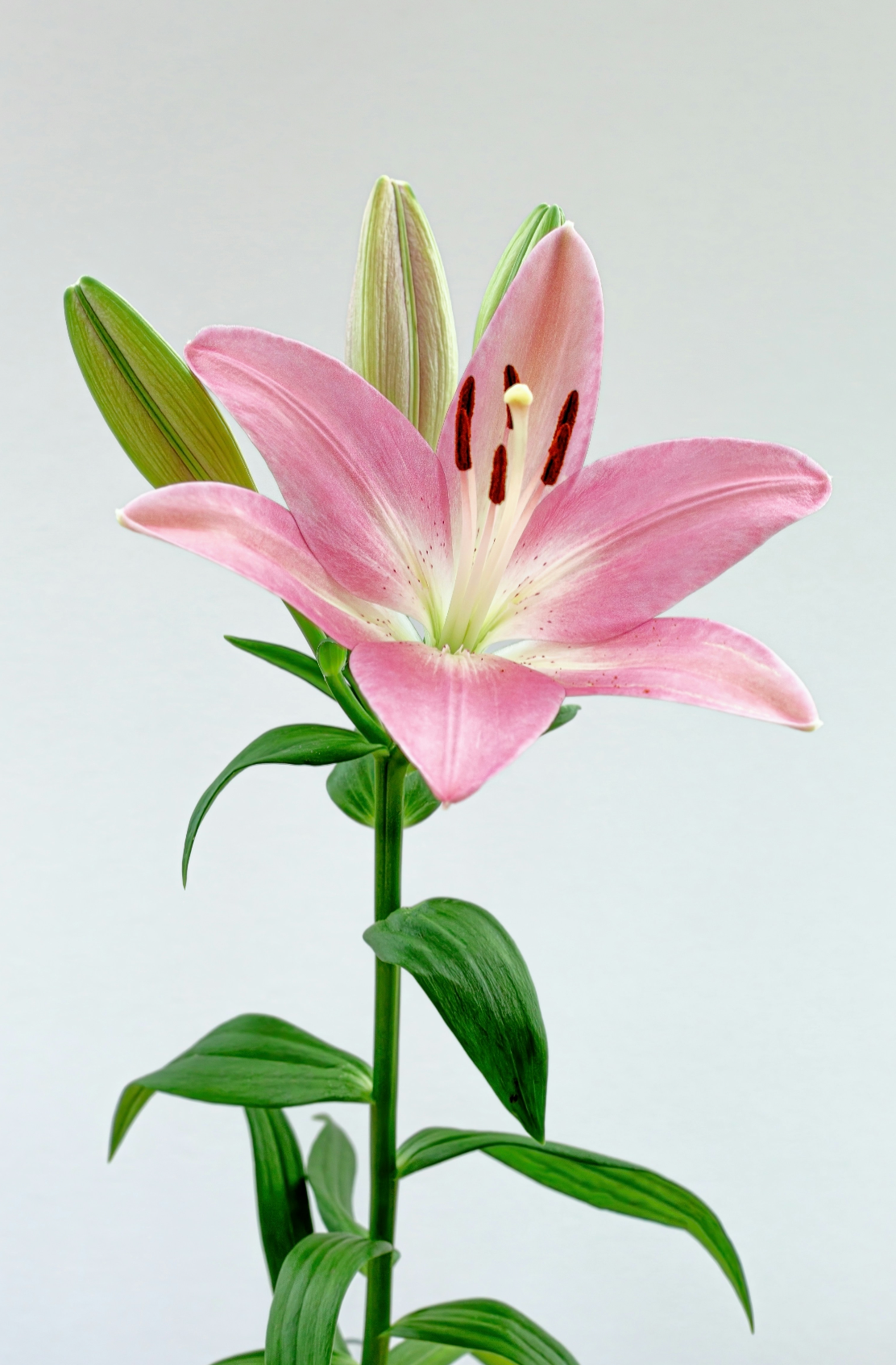 Signature Peony & Lily 100 ml Eau de Toilette