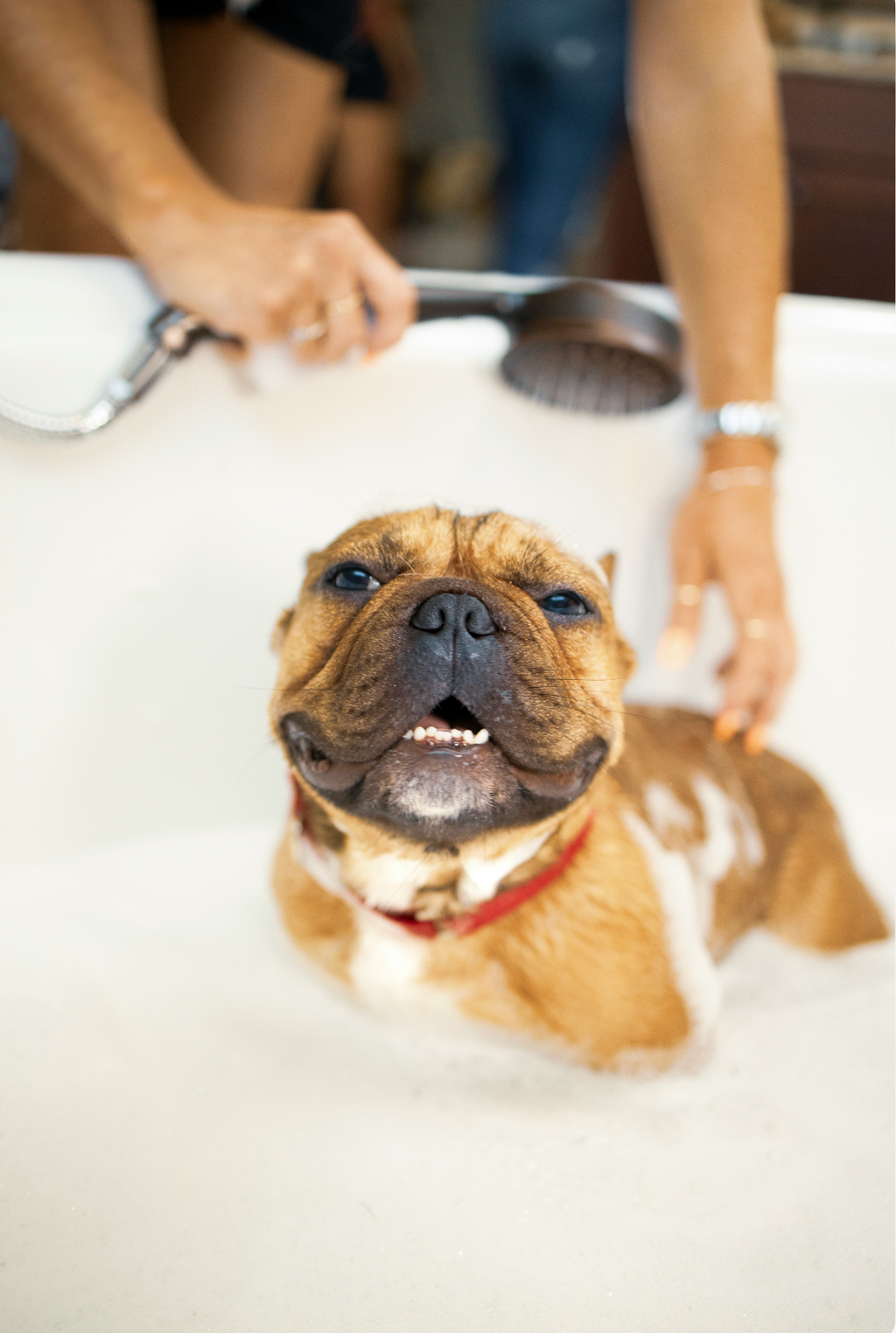Premium Sand + Paws Pet Shampoo & Conditioner - Vanilla Musk