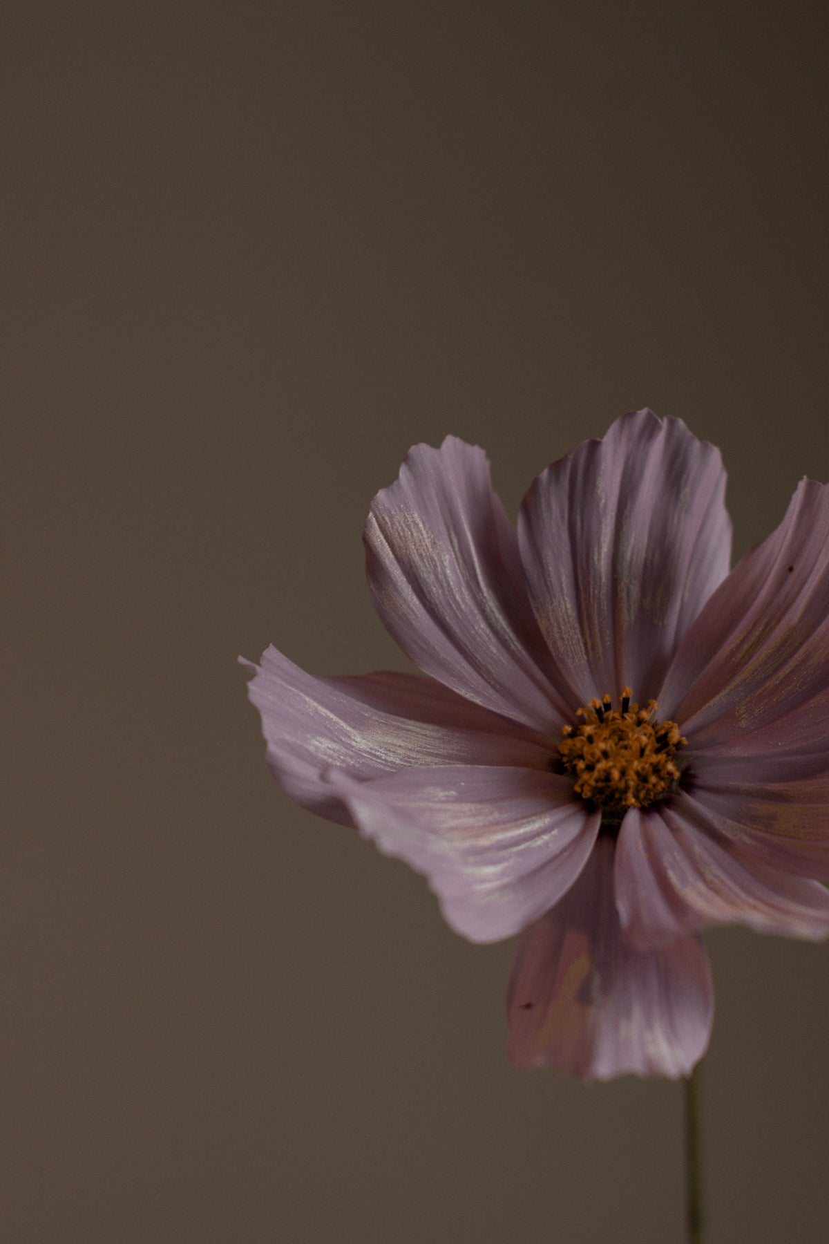 Moisturizing Violet Sandalwood Body Lotion