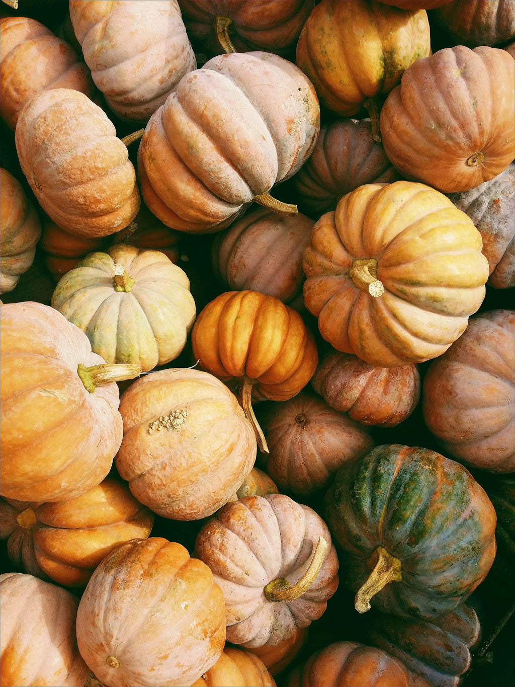 Aromatic Sand + Paws Pumpkin Harvest 12 oz scented candle